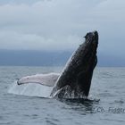 Humpback Whale Female Breaching