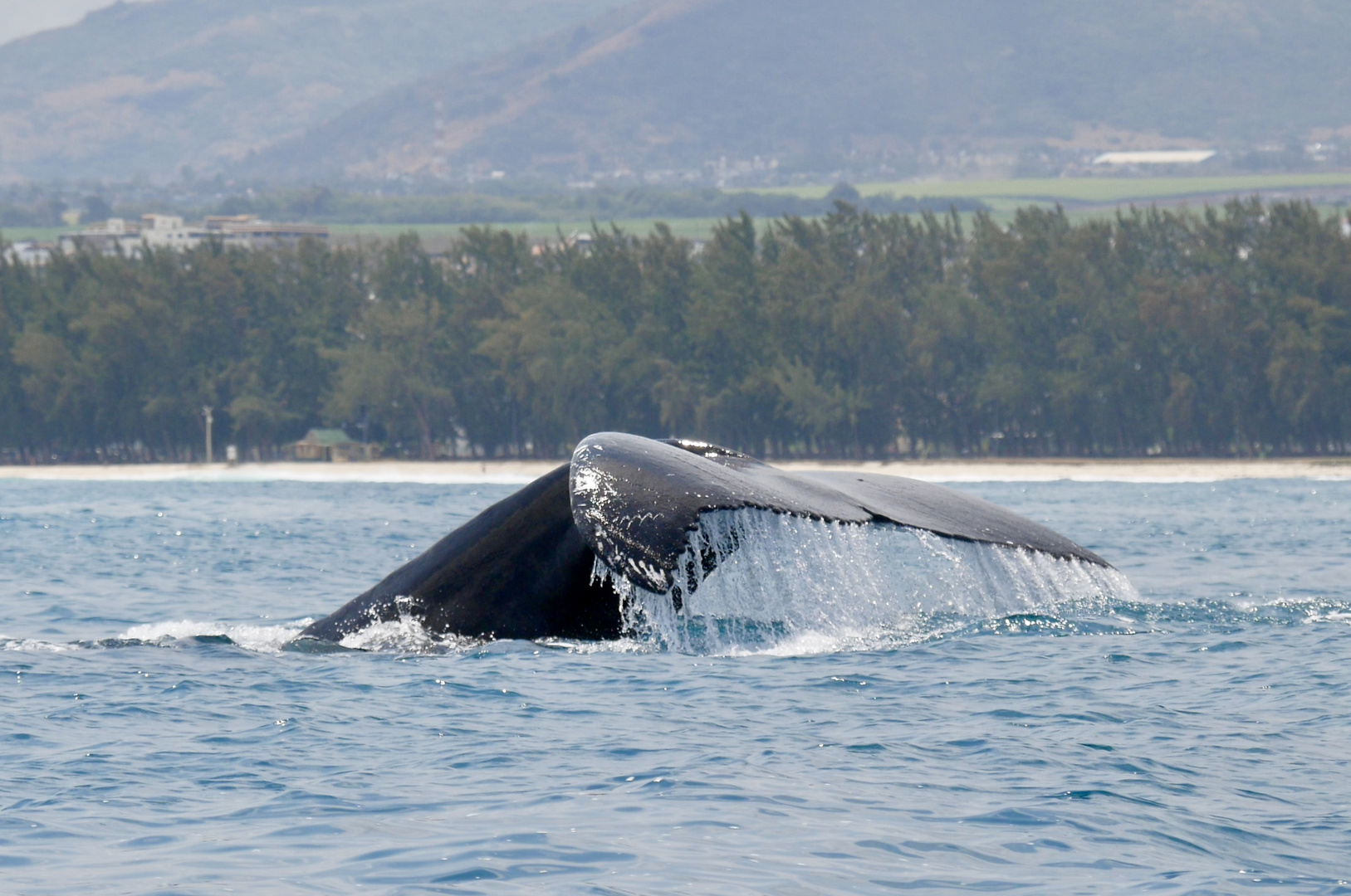 Humpback Whale Fluke