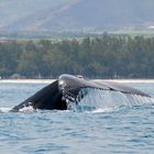 Humpback Whale Fluke