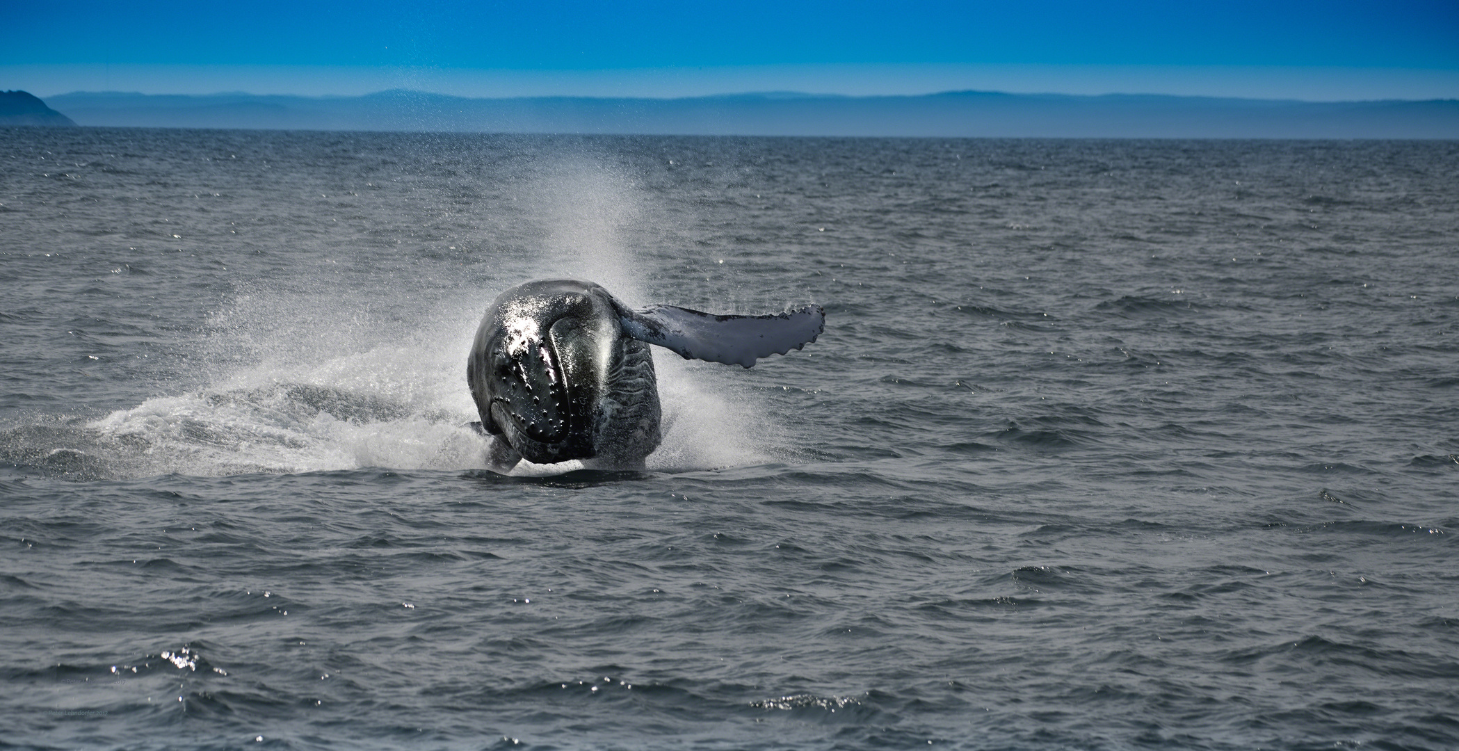 Humpback Whale kurz vor der Landung...