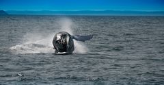 Humpback Whale kurz vor der Landung...