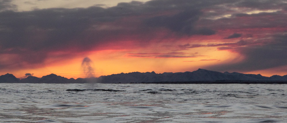 Humpback Whale. Norwegian Sea. 7 January 2012