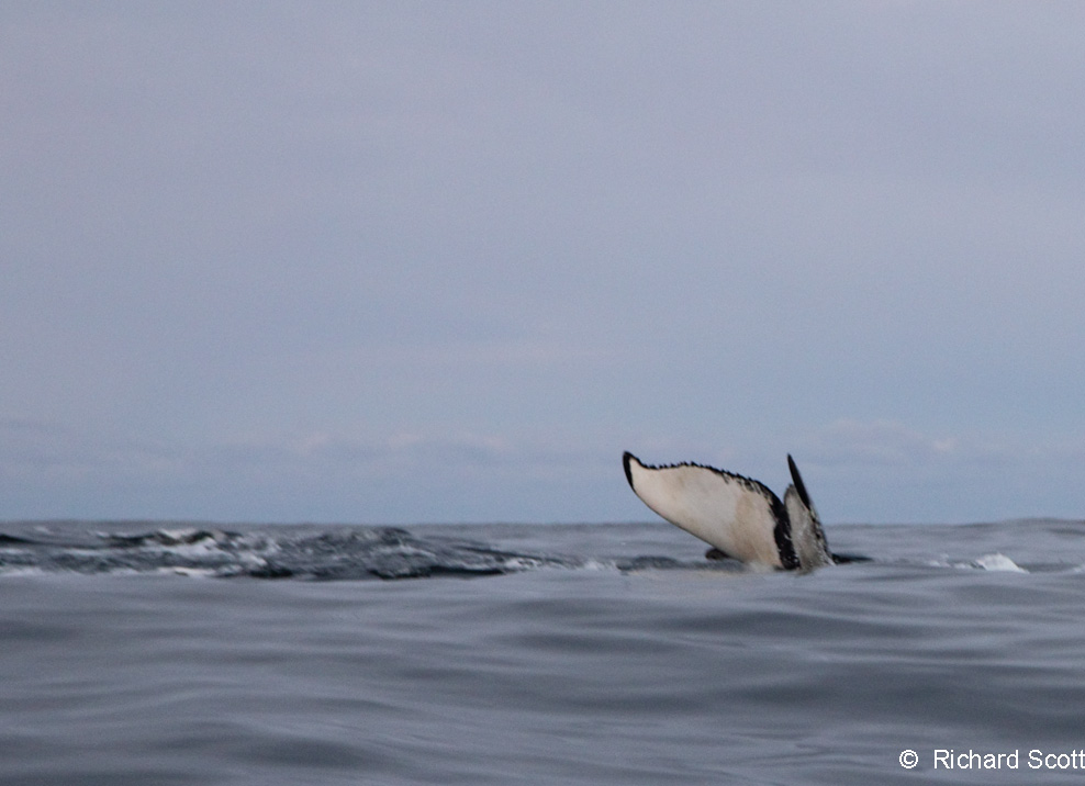 Humpback Whale. Norwegian Sea. 7 January 2012