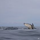 Humpback Whale. Norwegian Sea. 7 January 2012