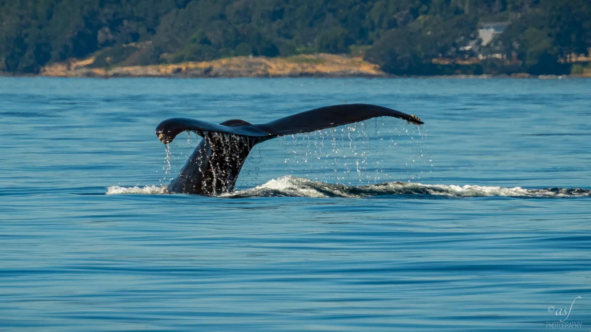 Humpback whale, Vancouver Island, Kanada