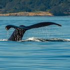 Humpback whale, Vancouver Island, Kanada