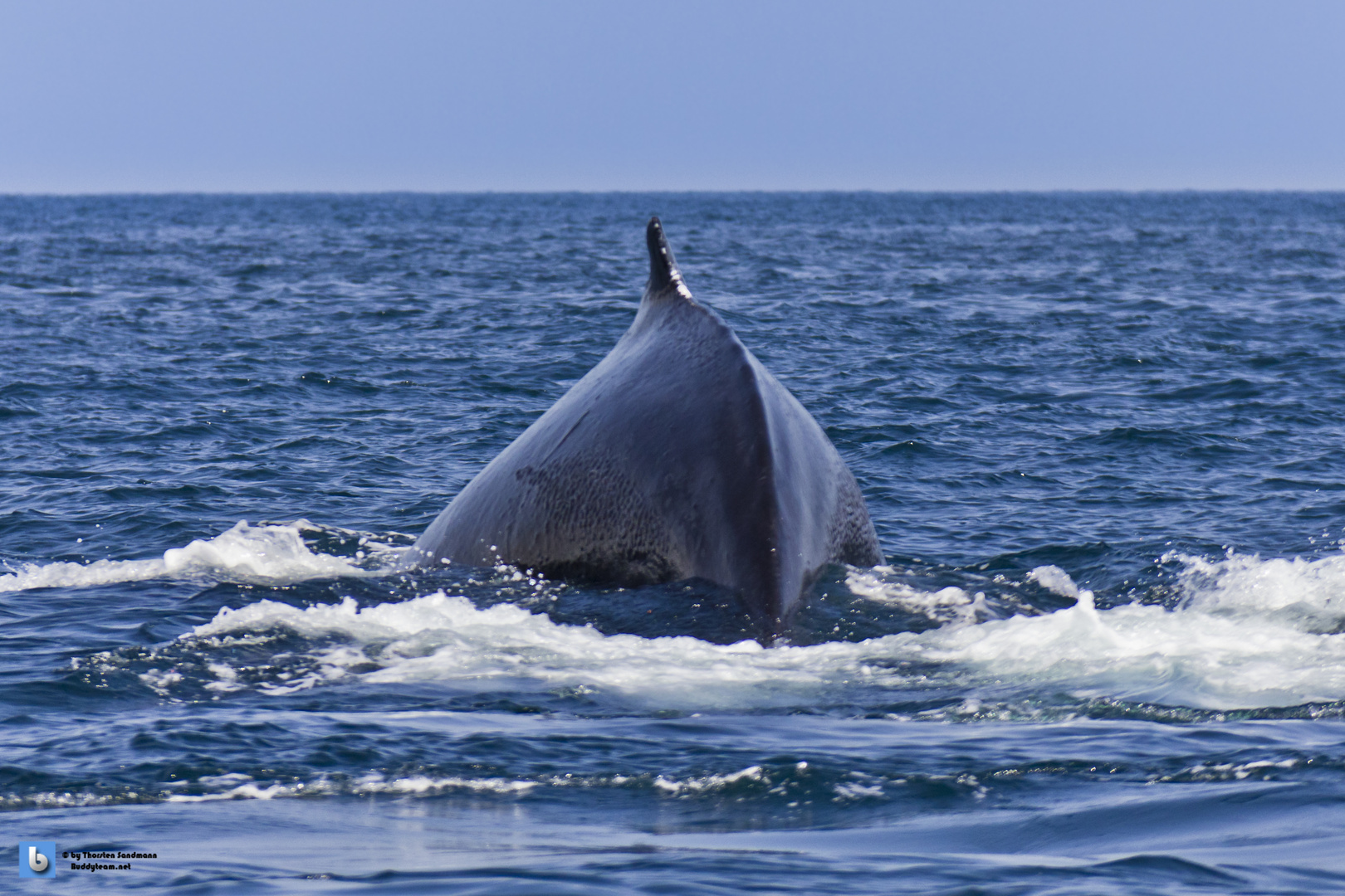 Humpback Whale vom Hinten