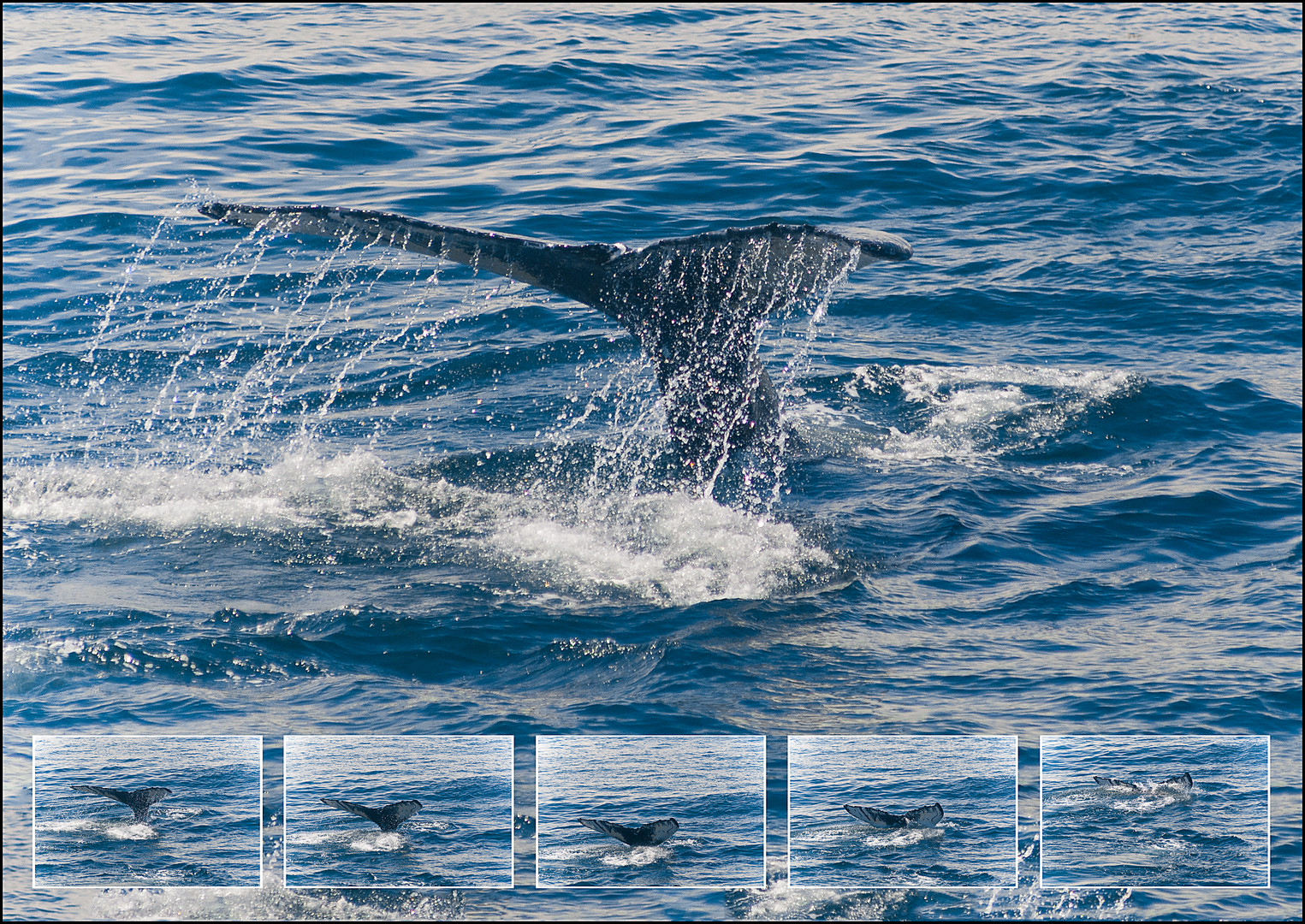 Humpback Whale Watching near Boston