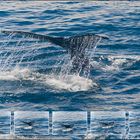 Humpback Whale Watching near Boston