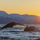 *** HUMPBACK - WHALES ***