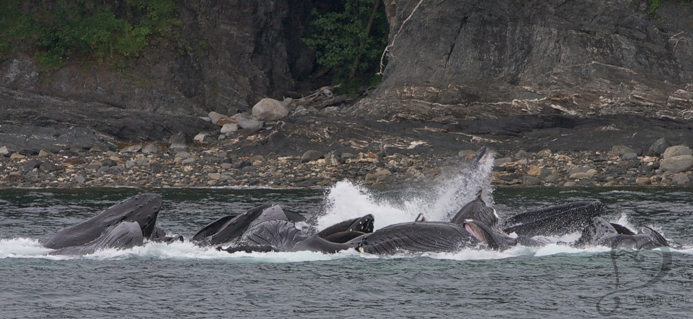 Humpback whales, Bubble Net Feeding