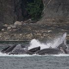 Humpback whales, Bubble Net Feeding