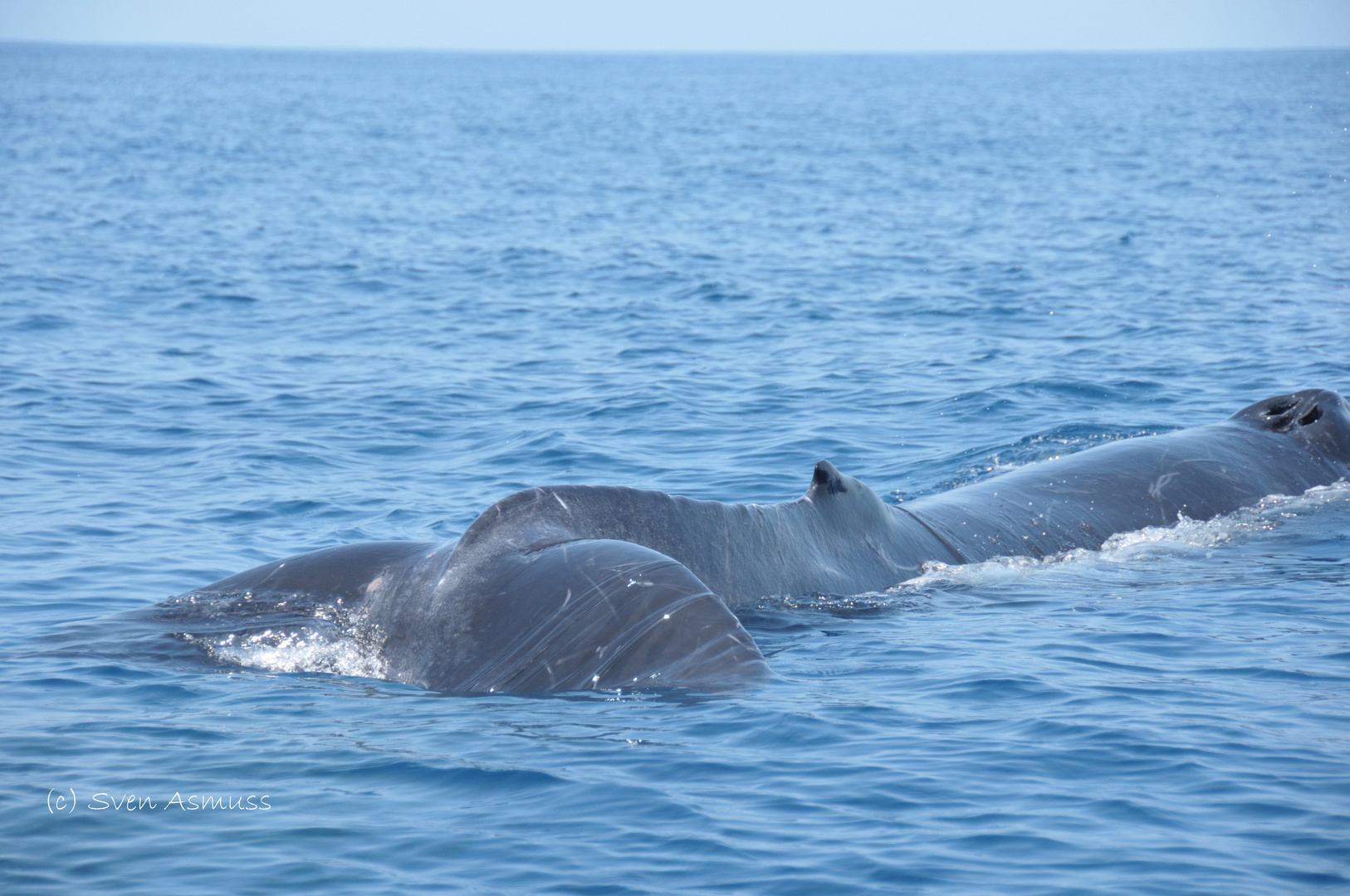 Humpbackwhale Mom