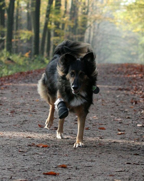 Humpelstilzchen im Wald