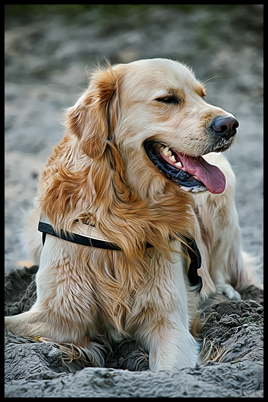 Humphre chillt im Sand