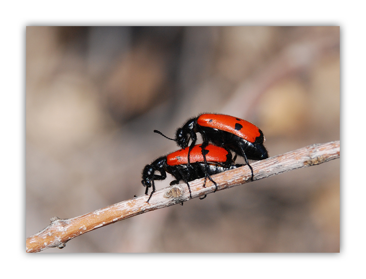 Humping Bugs (poppende Käfer)