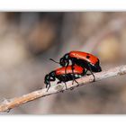 Humping Bugs (poppende Käfer)