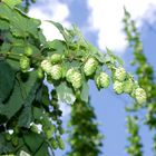 Humulus Lupus