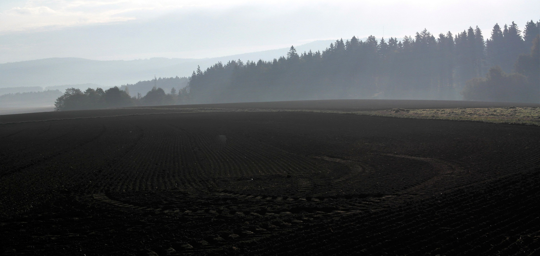 Humus pur vom Nebel durchfeuchtet 7.10.18