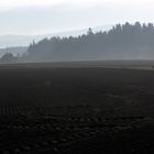 Humus pur vom Nebel durchfeuchtet 7.10.18