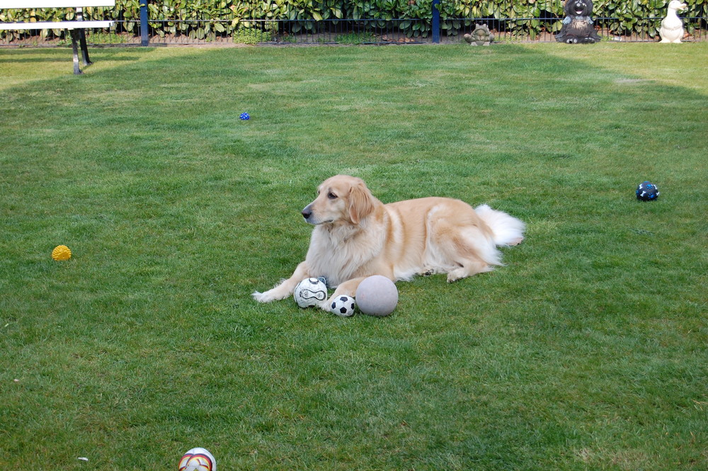 Hund 1 Ball ist nie genug