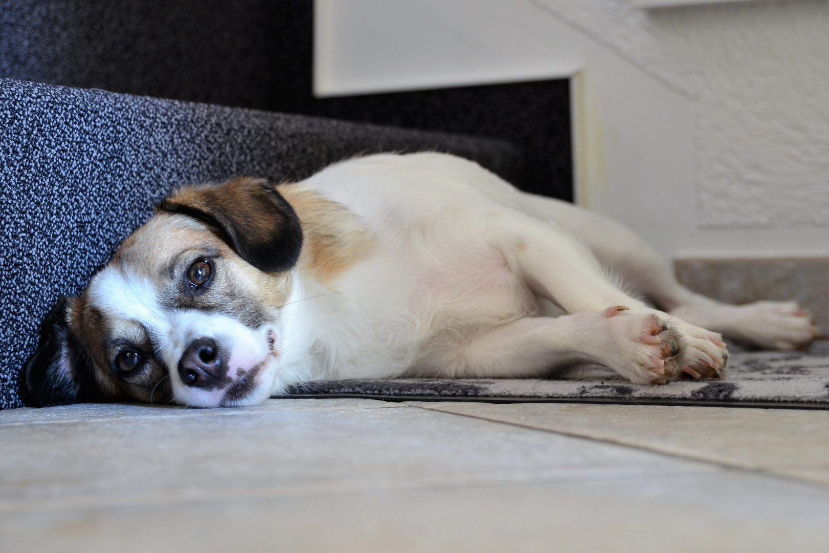 Hund Foto Bild Hunde Hund Suss Bilder Auf Fotocommunity