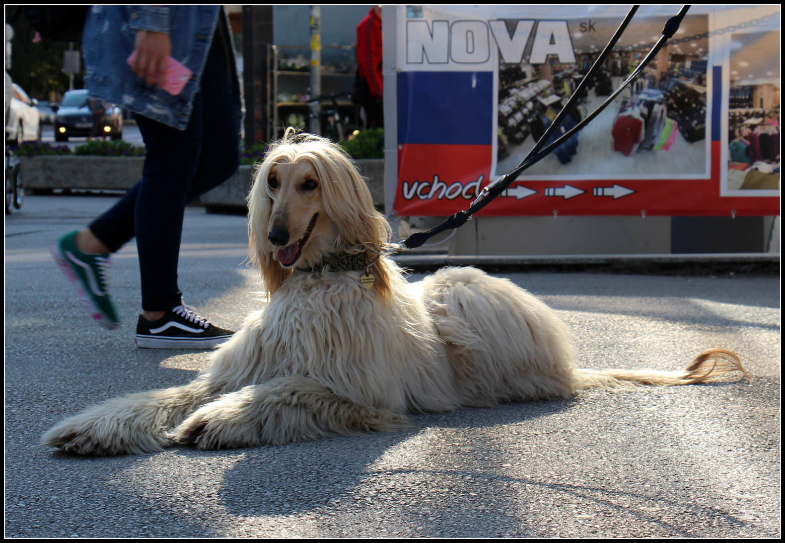 Hund Afghane