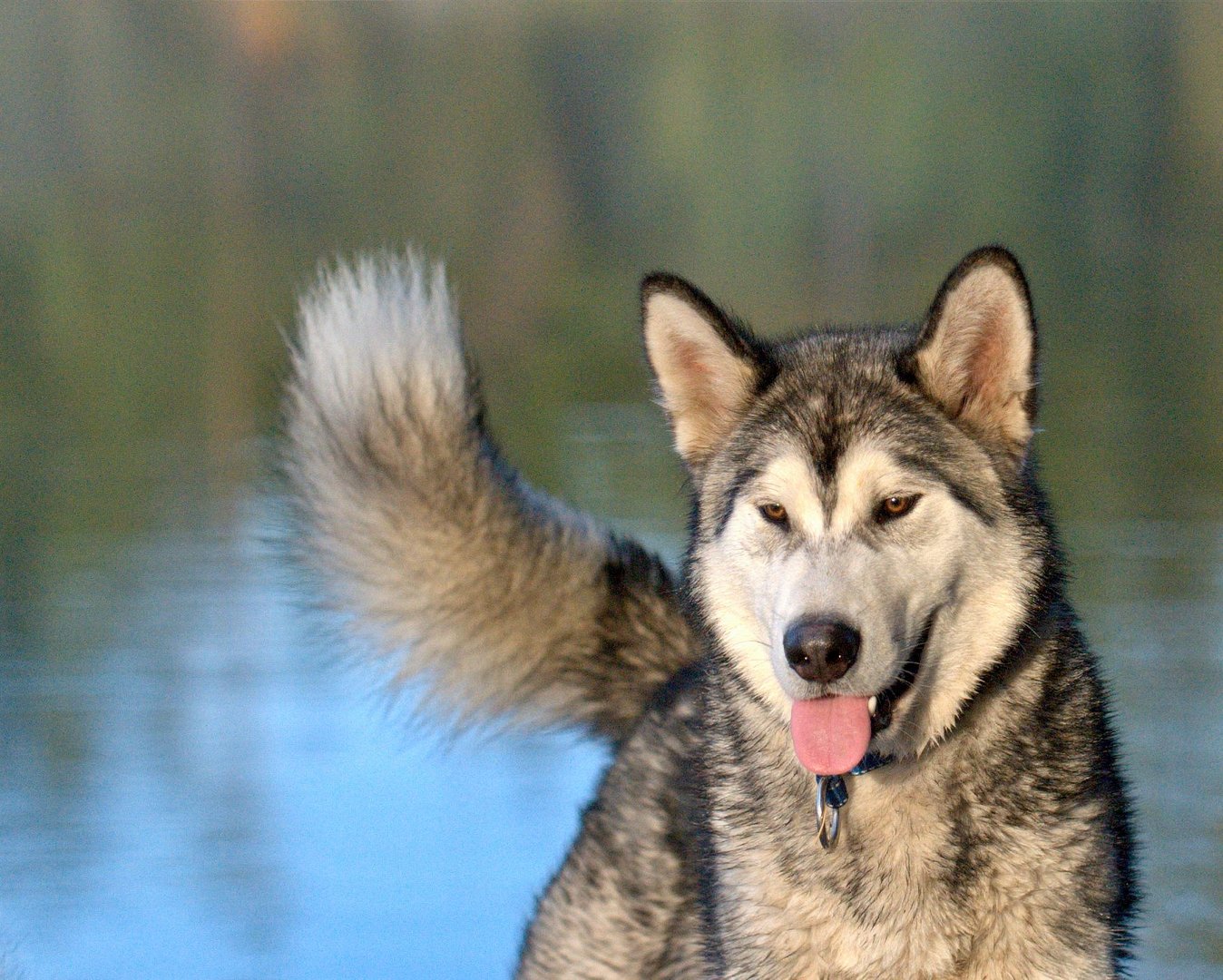 Hund Alaskan Malamute 10 Monate 