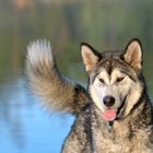 Hund Alaskan Malamute 10 Monate 