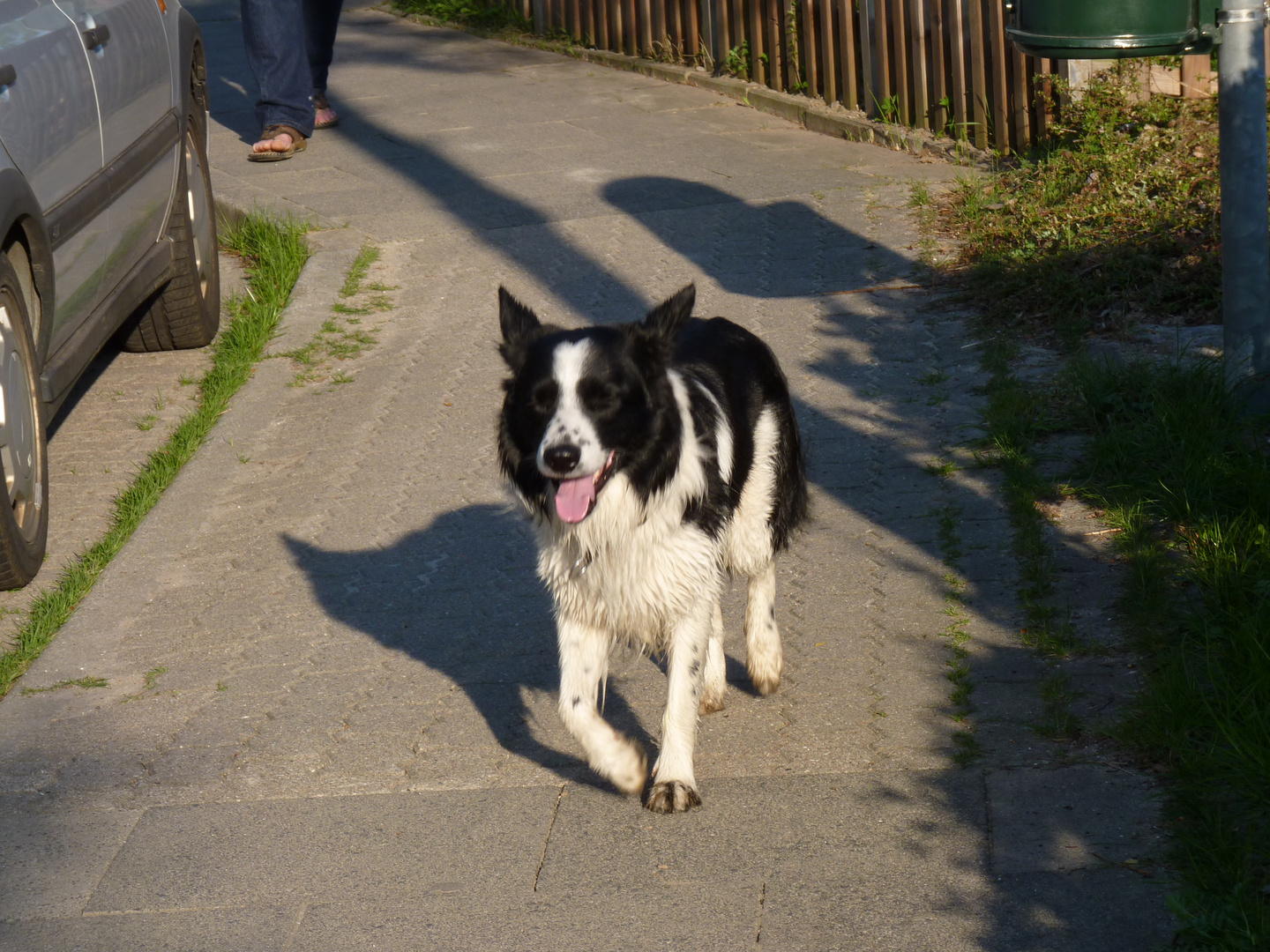 Hund als Model Foto & Bild tiere, haustiere, hunde Bilder auf
