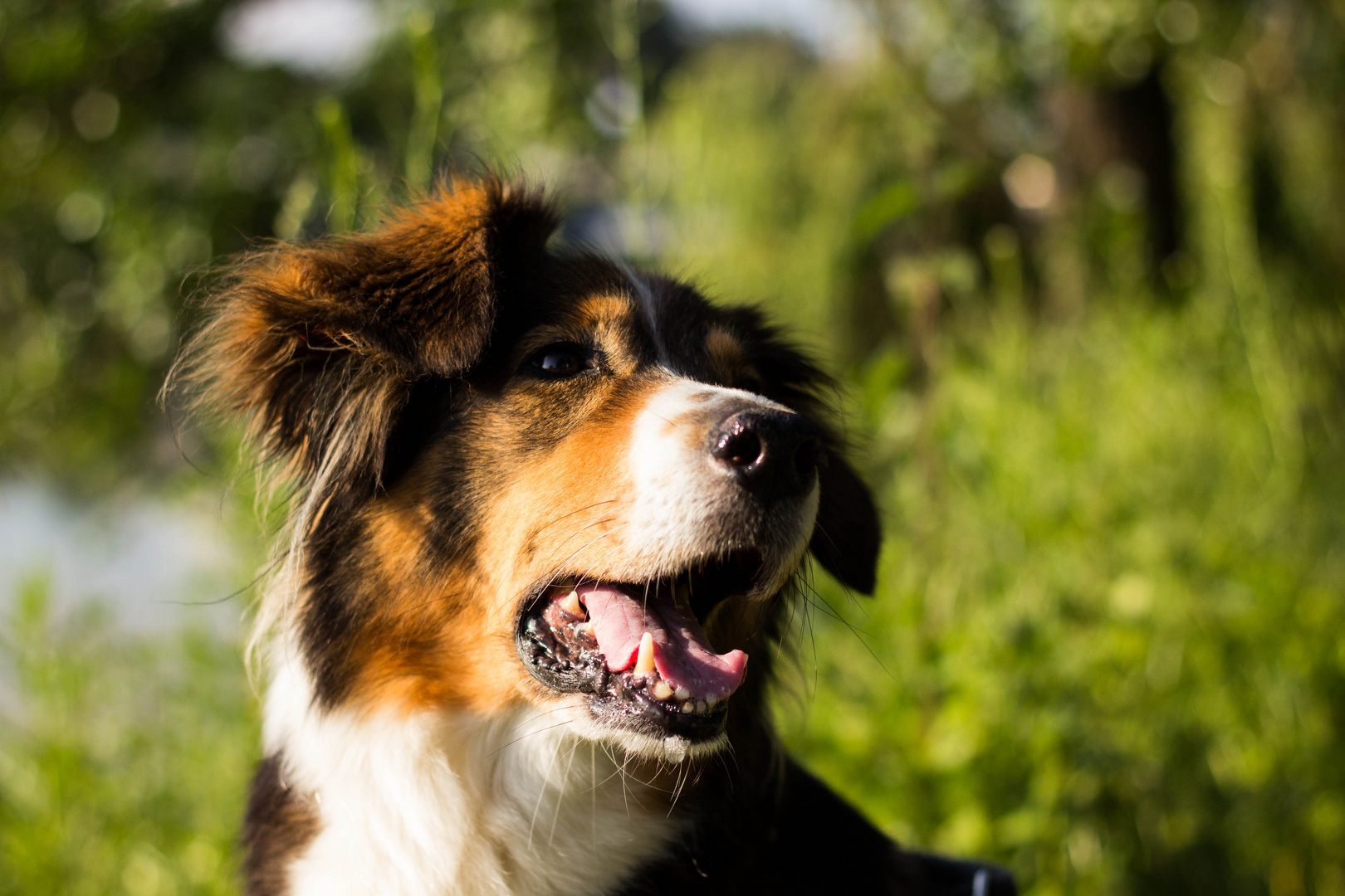 Hund am Aasee