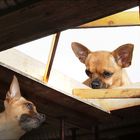 Hund am Bau -