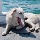 Hund am blauen Meer