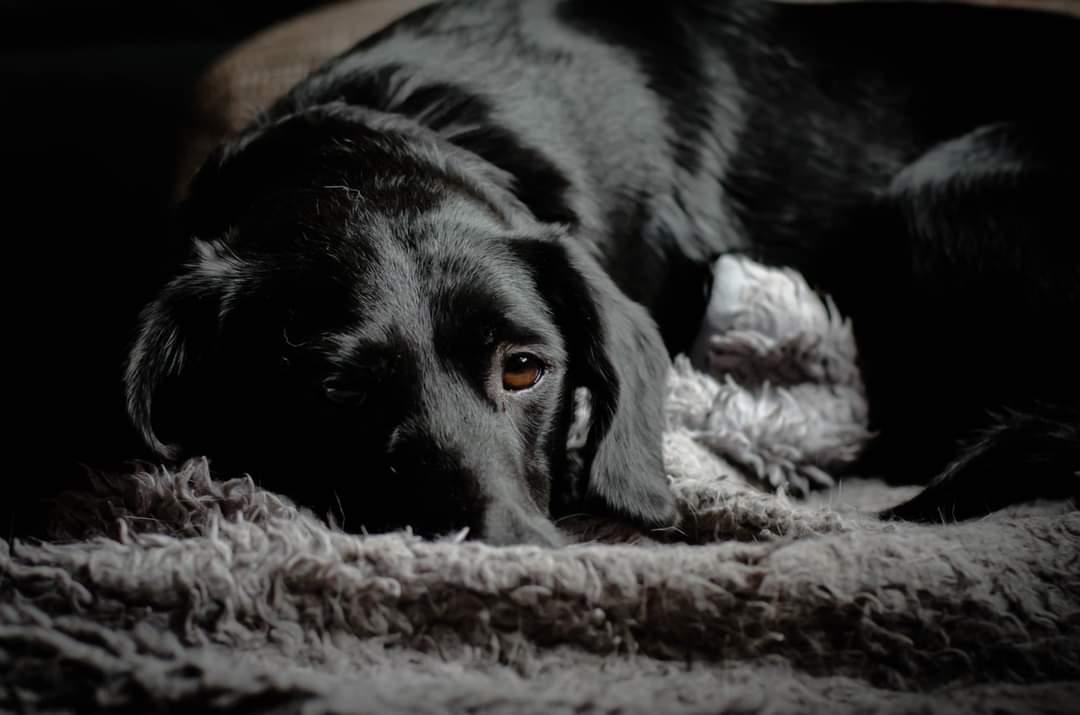 Hund am Dösen