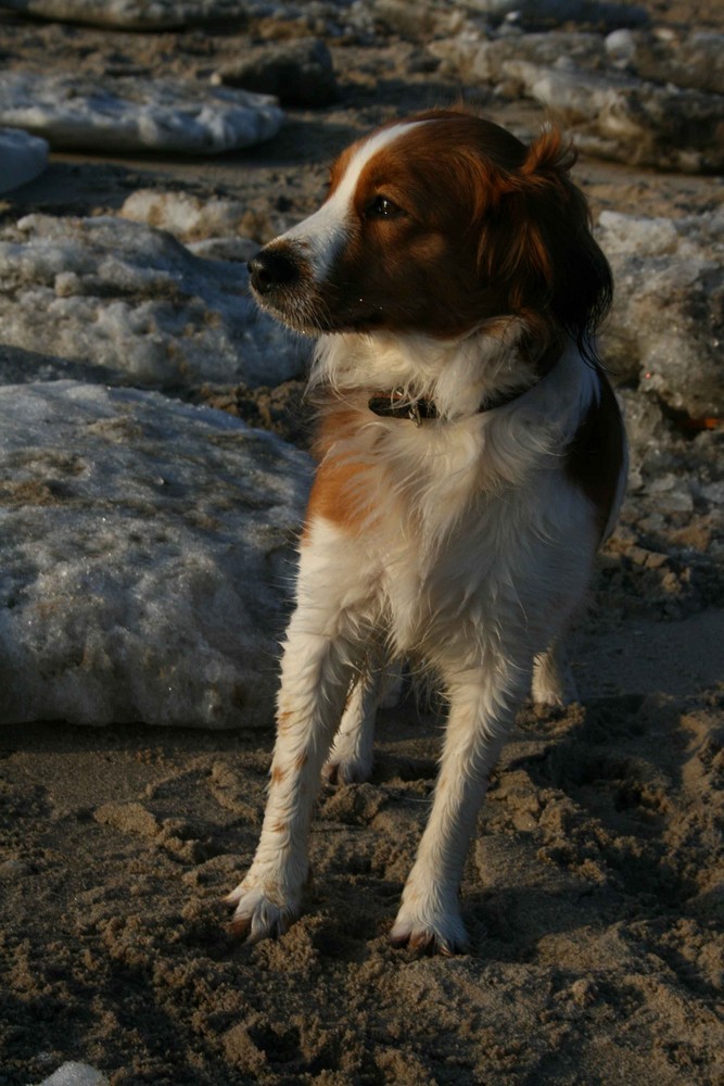 Hund am Eisstrand