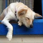 Hund am Fenster