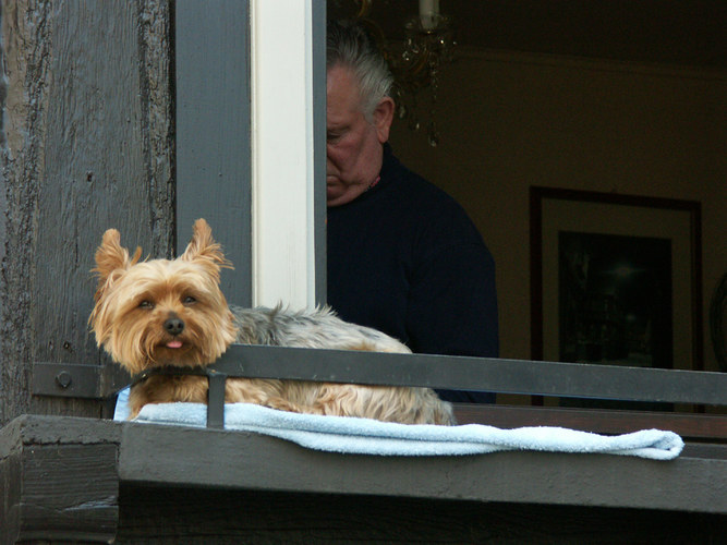 Hund am Fenster