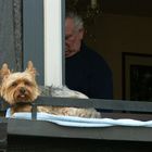 Hund am Fenster