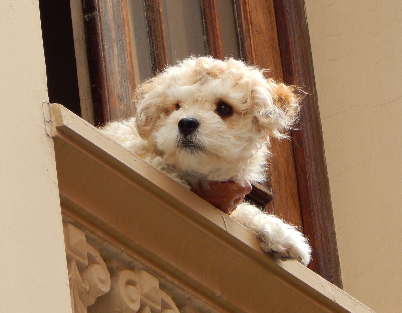 Hund am Fenster