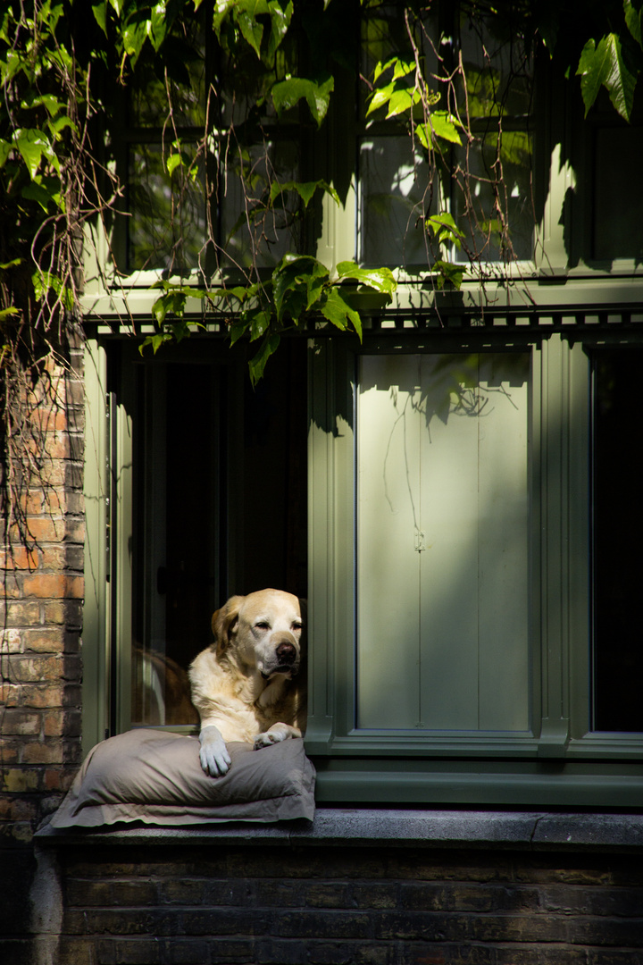 Hund am Fenster