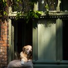 Hund am Fenster