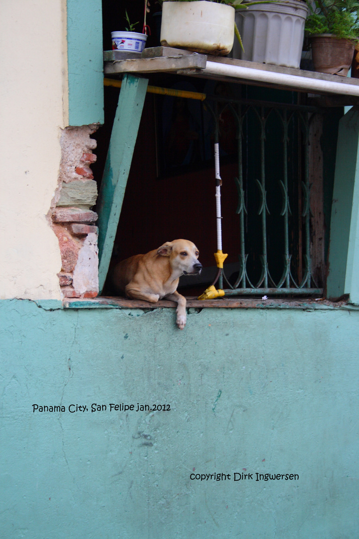 Hund am fenster