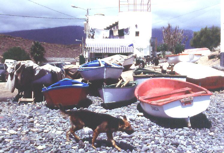 Hund am Hafen