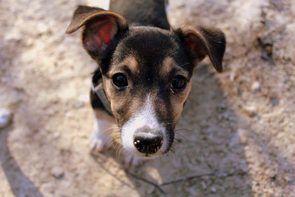 Hund am Kalkberg