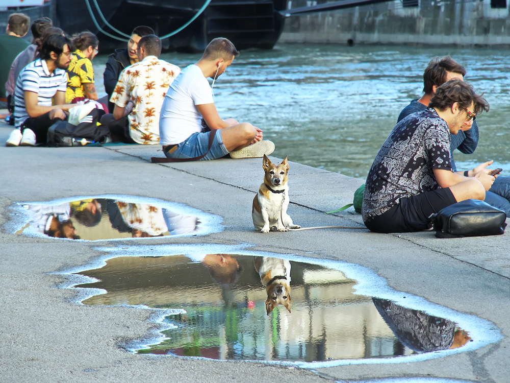 Hund am Kanal