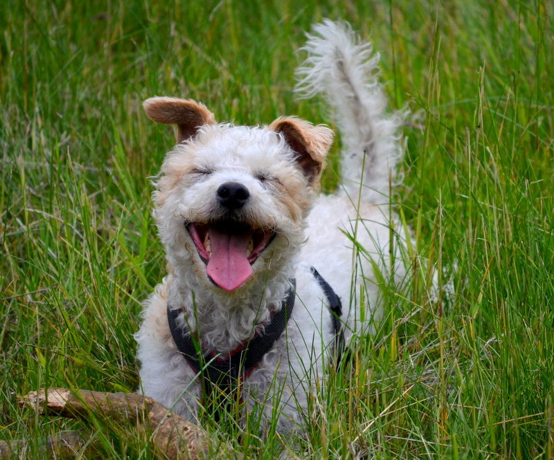 Hund am lachen