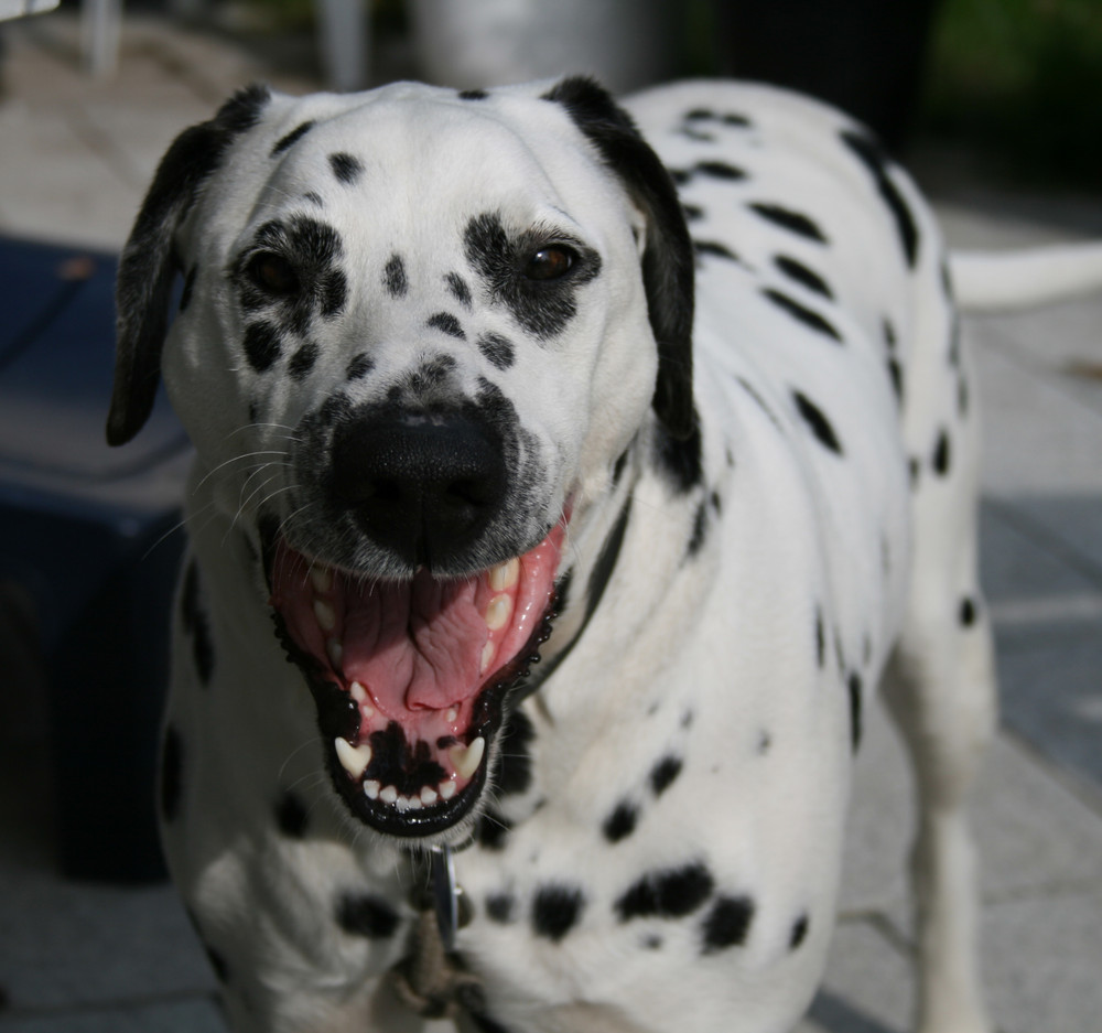 hund am lachen