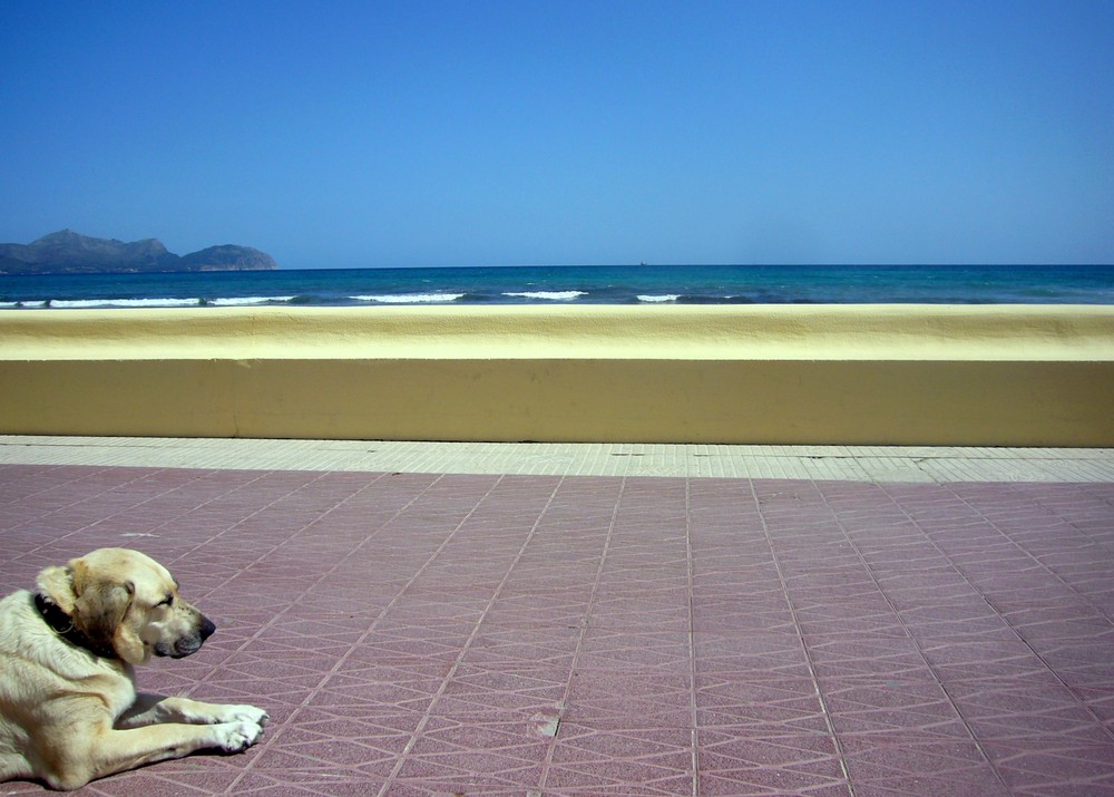 Hund am Meer