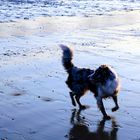 Hund am Meer