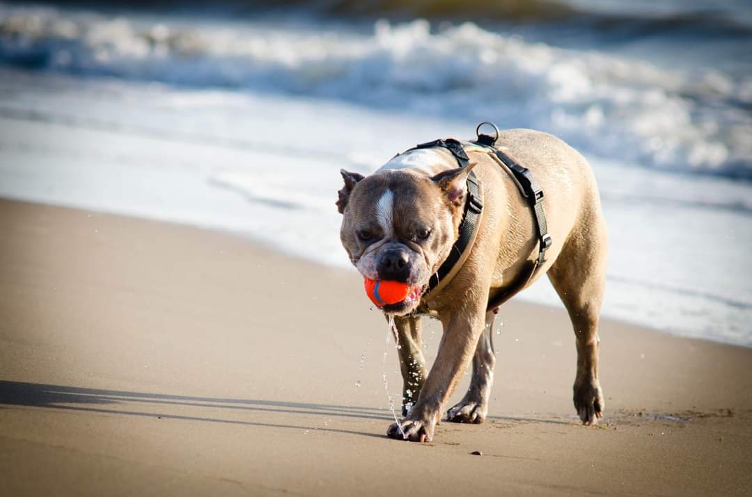 Hund am Meer